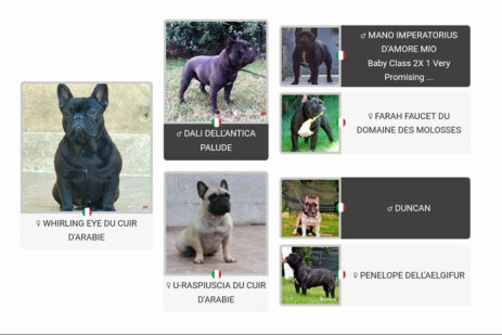 Pedigree Cucciolata madre Bouledogue francese settembre 2024